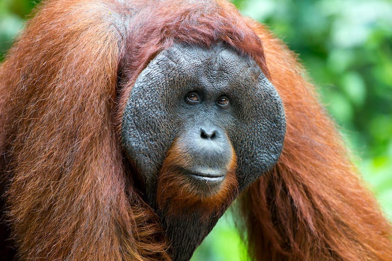 Orangutan, Male, Primate