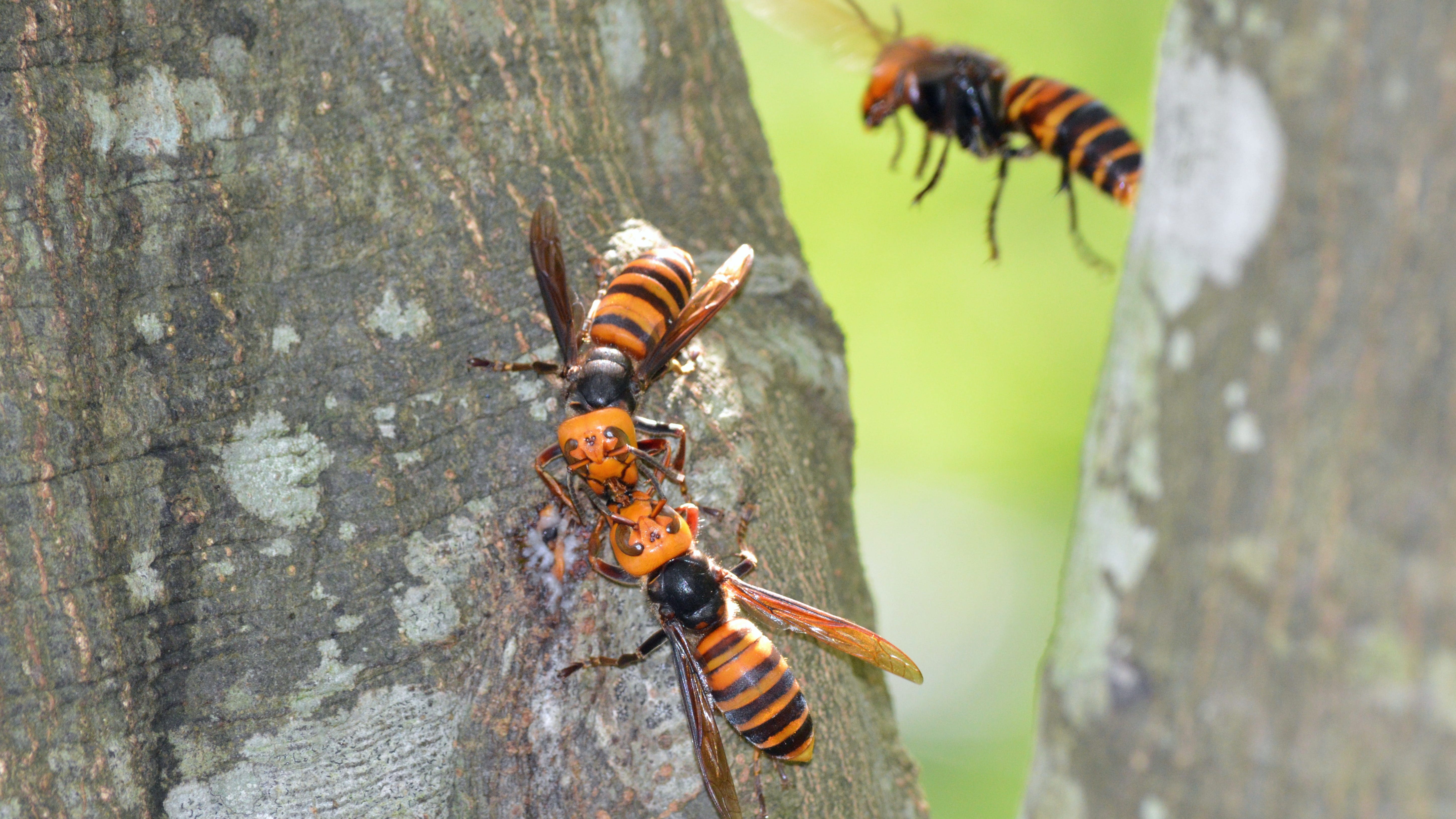 Giant 'murder hornets' arrive in United States, can kill people