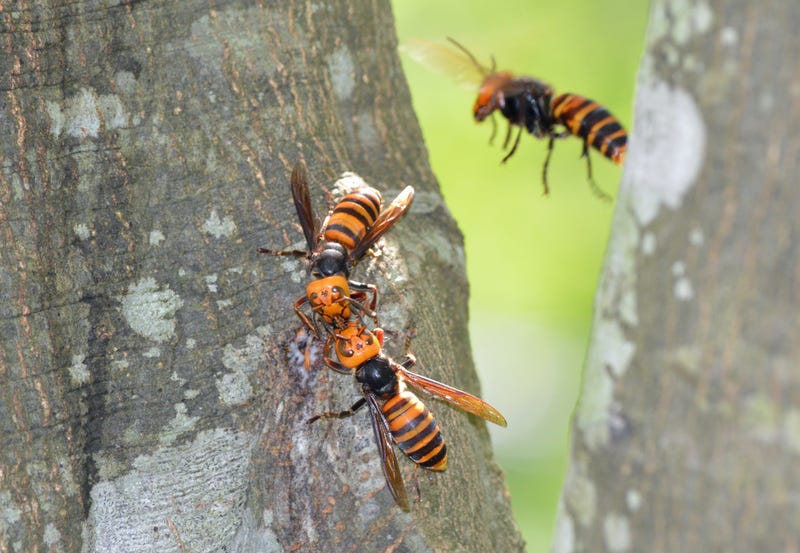 Asian giant hornet