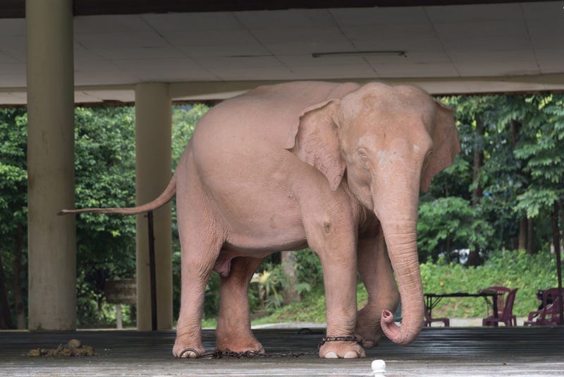 White Elephant