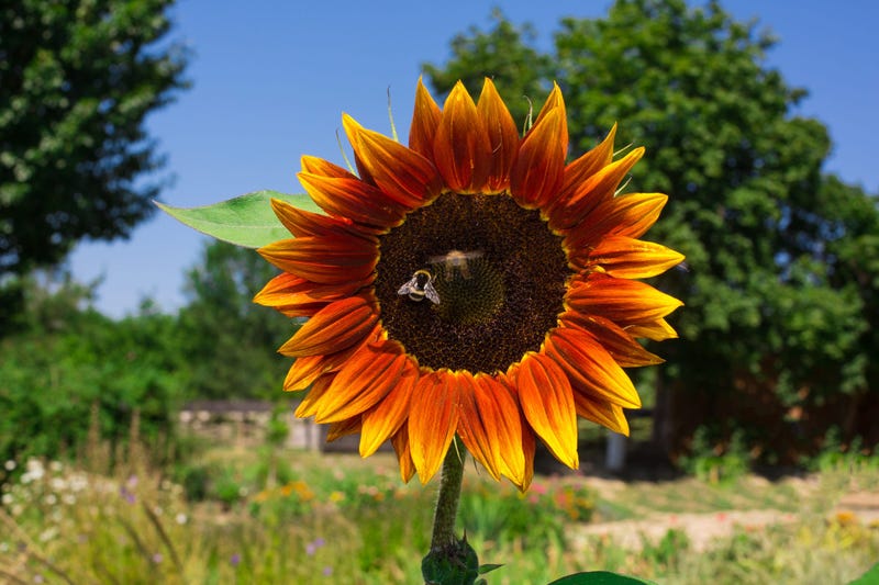 pollen, sunflower