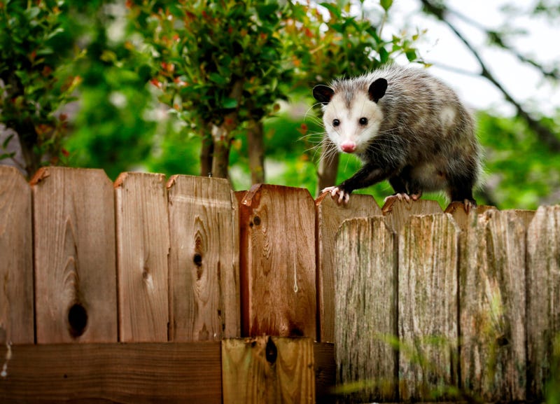Cute Possum 13