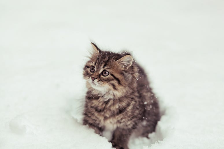 Kitten, Cat, Snow, Fluffy, Siberian cat