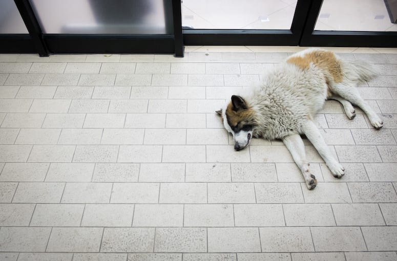 Dog, Sleeping, Convenience Store, Entrance, Stray