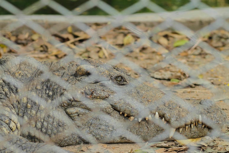 Alligator, Crocodile, Chain Link Fence, Ground