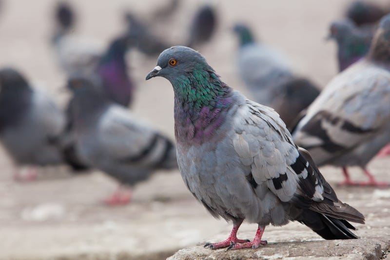 Pigeon