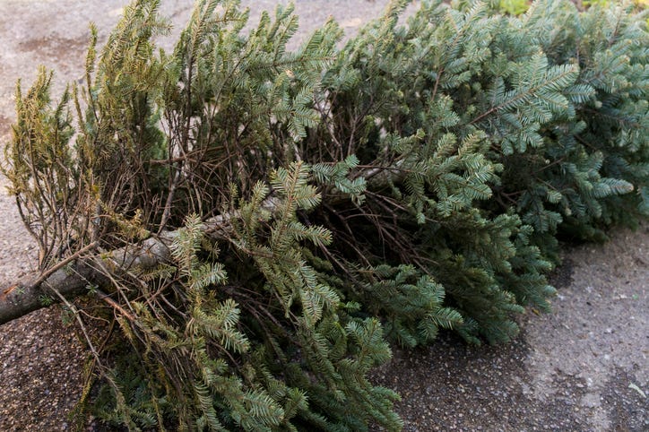 old christmas tree recycling