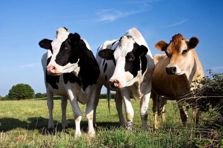 Cows