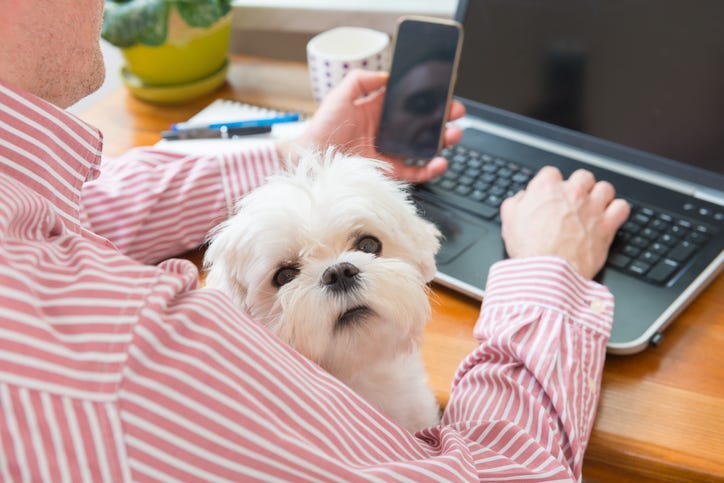 dog working