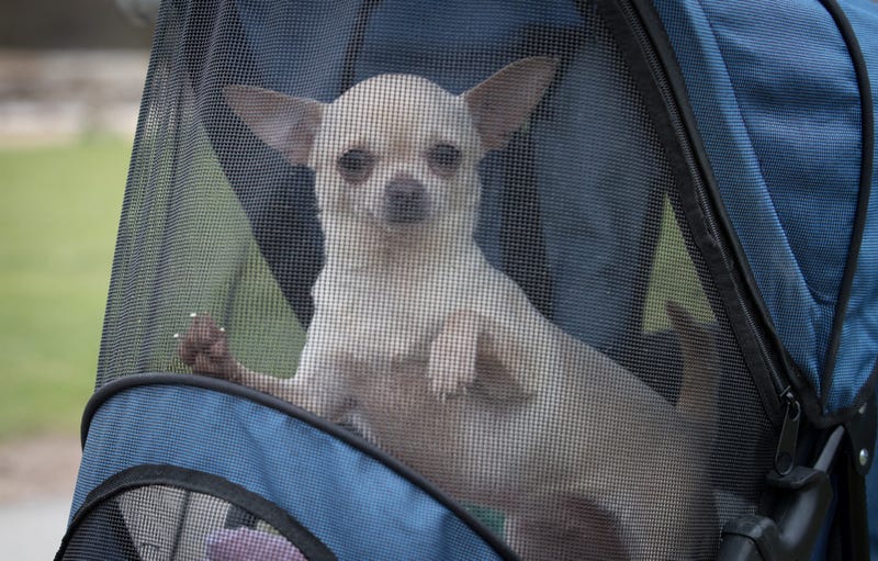 CHIHUAHUA