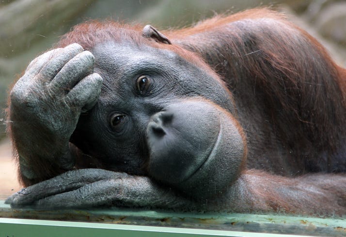 orangutan
