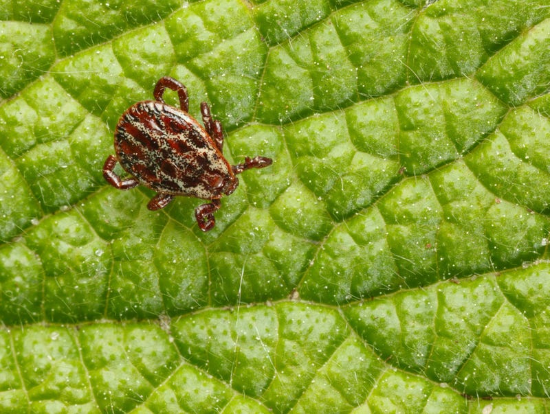 ticks