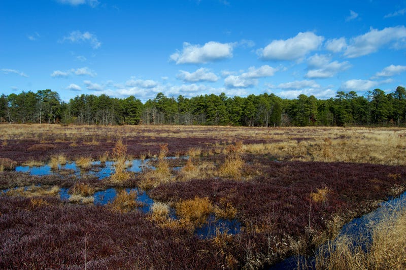 Cranberry bogs in the Pine Barrens, New Jersey