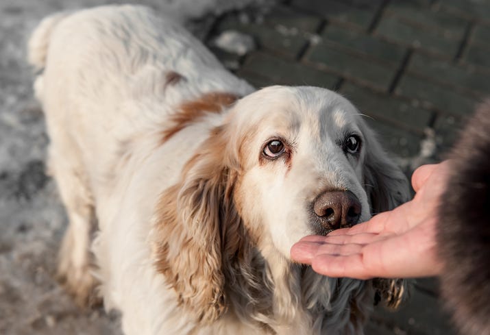 A dog sniffing a hand.