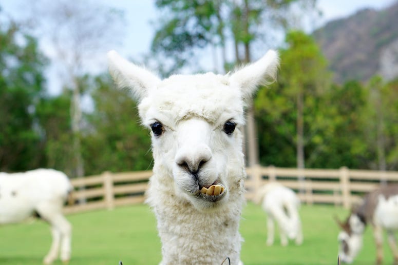 Llama, Alpaca, Farm, Funny
