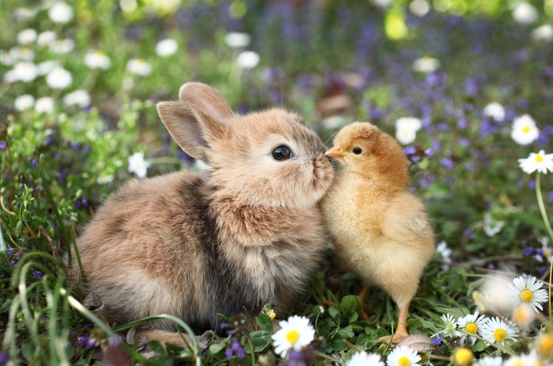 Bunny and bird