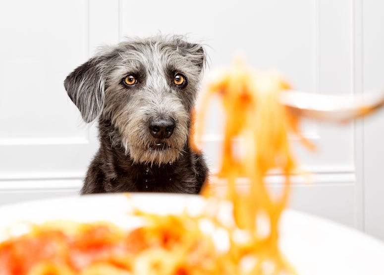 Dog, Spaghetti, Plate, Food