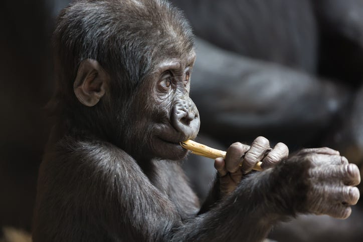 dgs gorilla