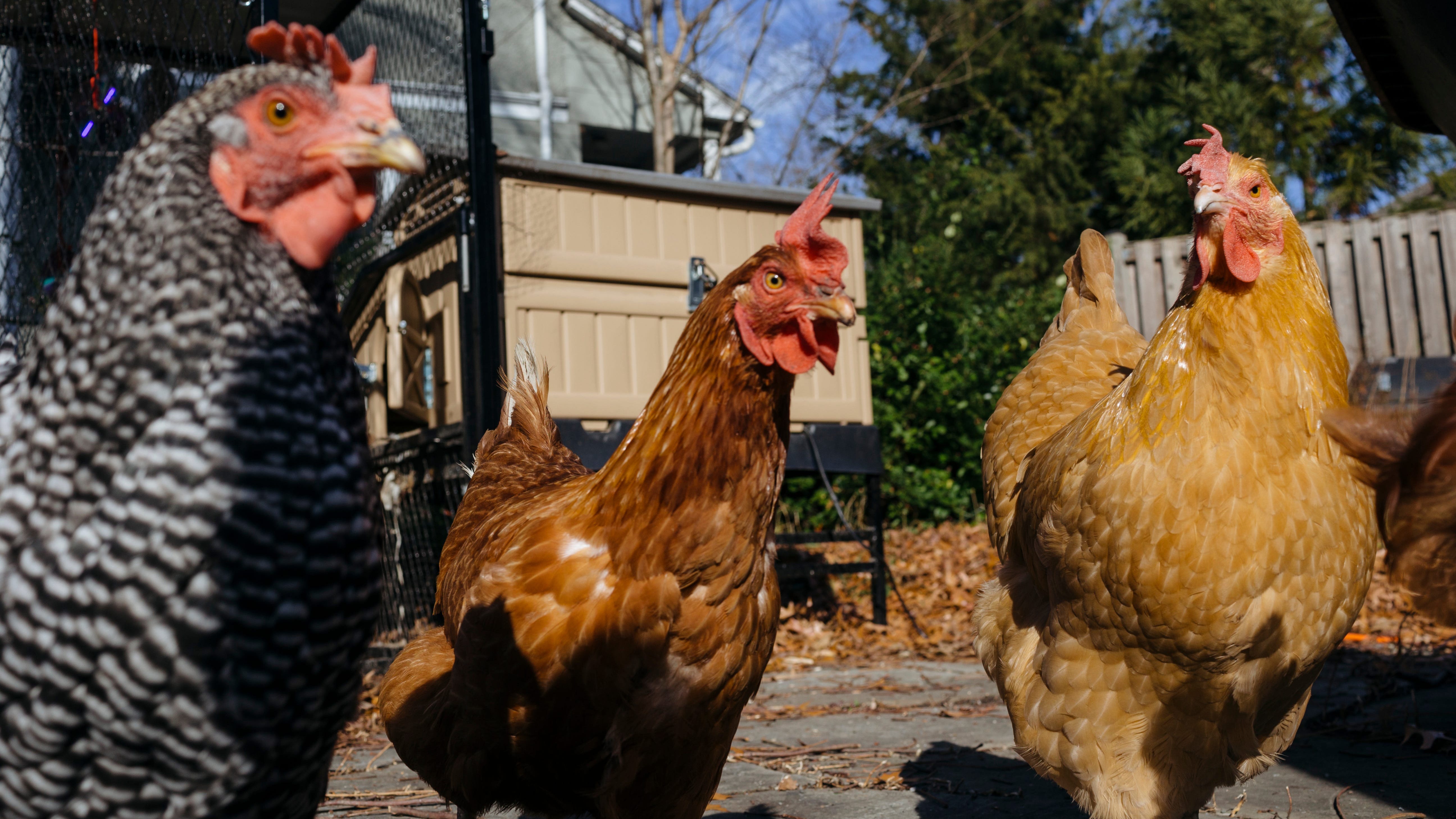 More People Are Getting Backyard Chickens During the Pandemic