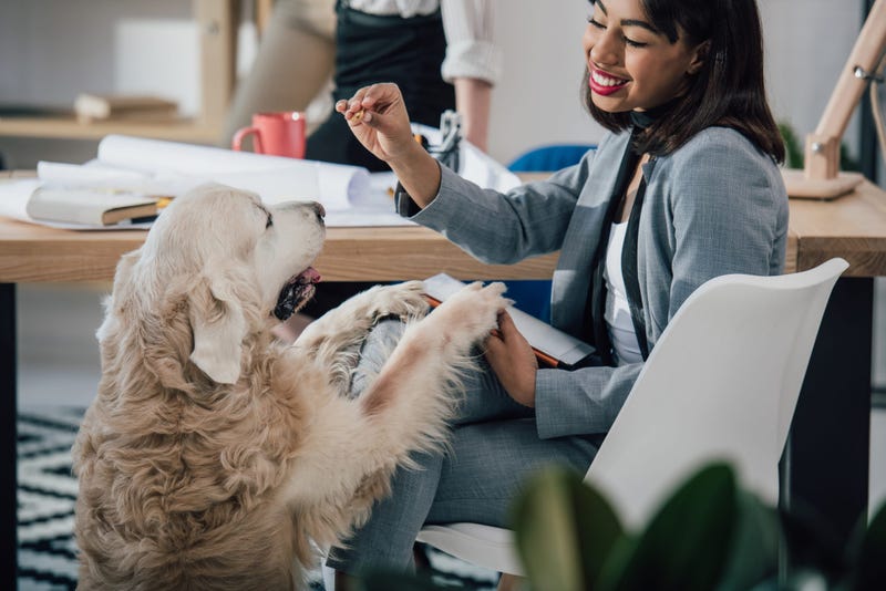 Bring Your Dogs To Work