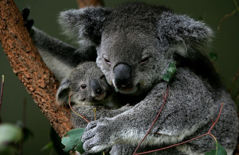 Baby Koala