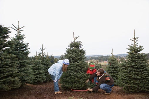 cut your own Christmas tree