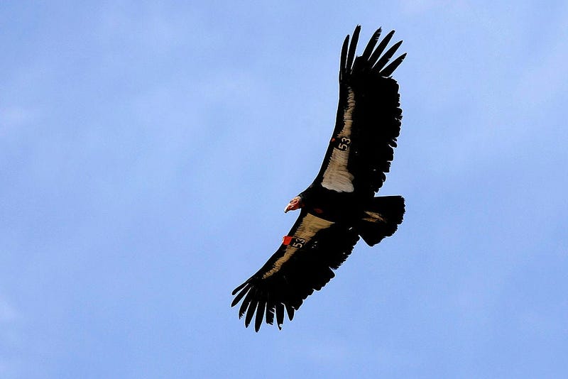 California Condors Make Significant Comeback
