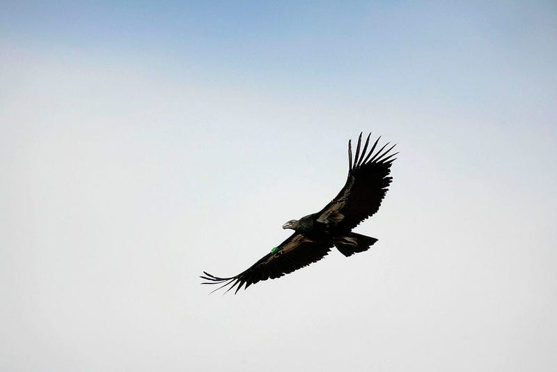Condor