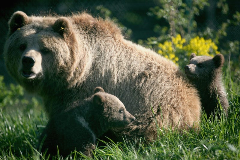 BROWN BEAR 