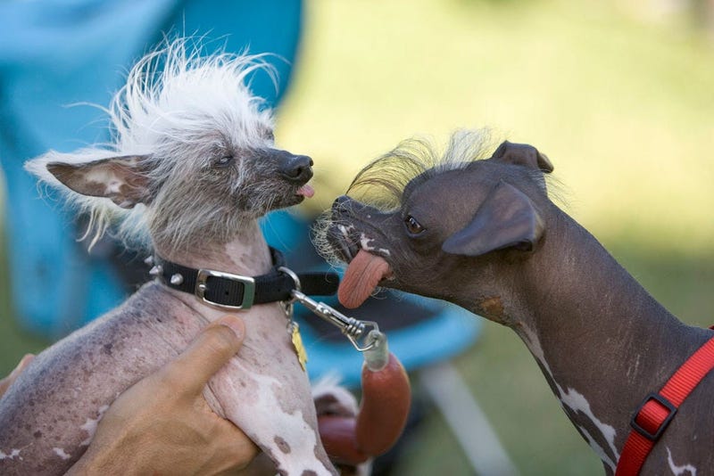 Worlds ugliest dog contest 2007
