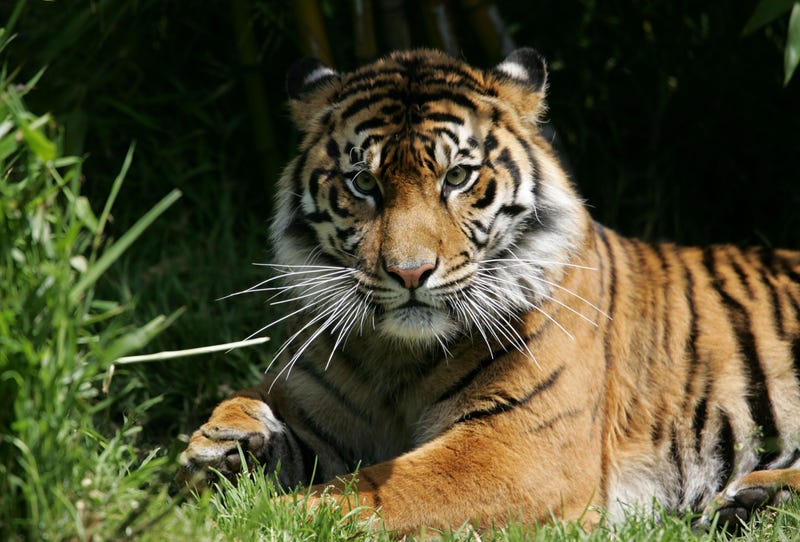 TIGER