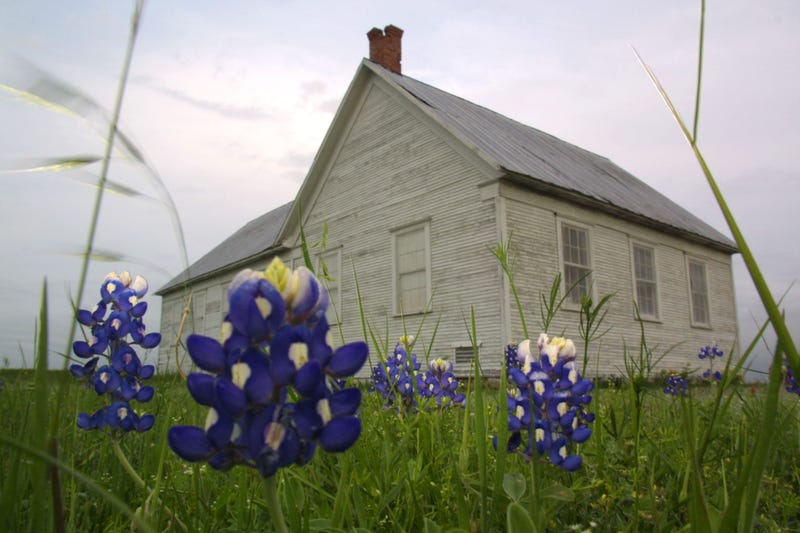 Bluebonets