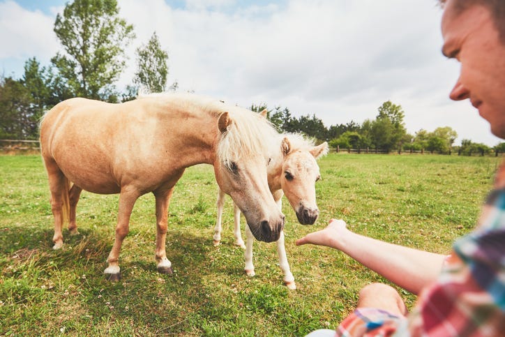 Guy Petting A Horse