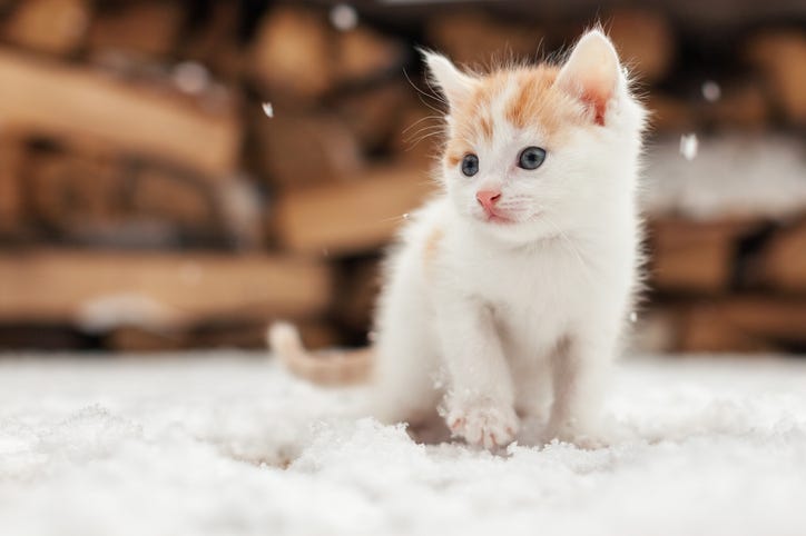 kitten in snow