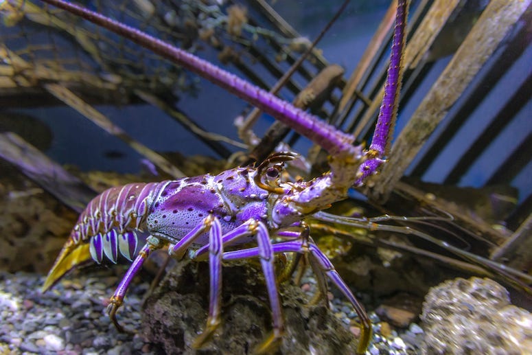 Purple Lobster, Lobster, Tank, Aquarium, Water