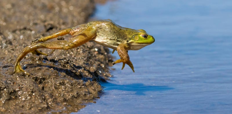 Bullfrog jumping into a pond