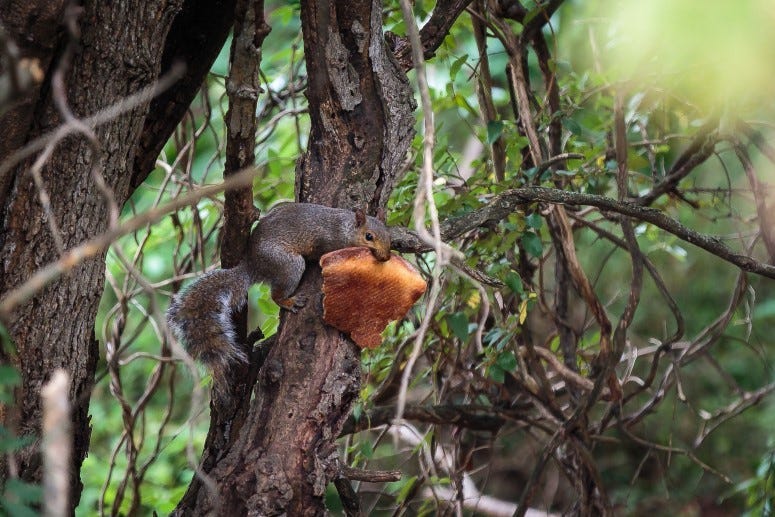 A squirrel steals pizza