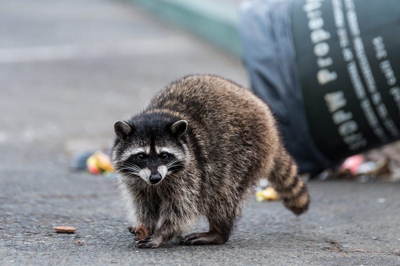 Raccoon