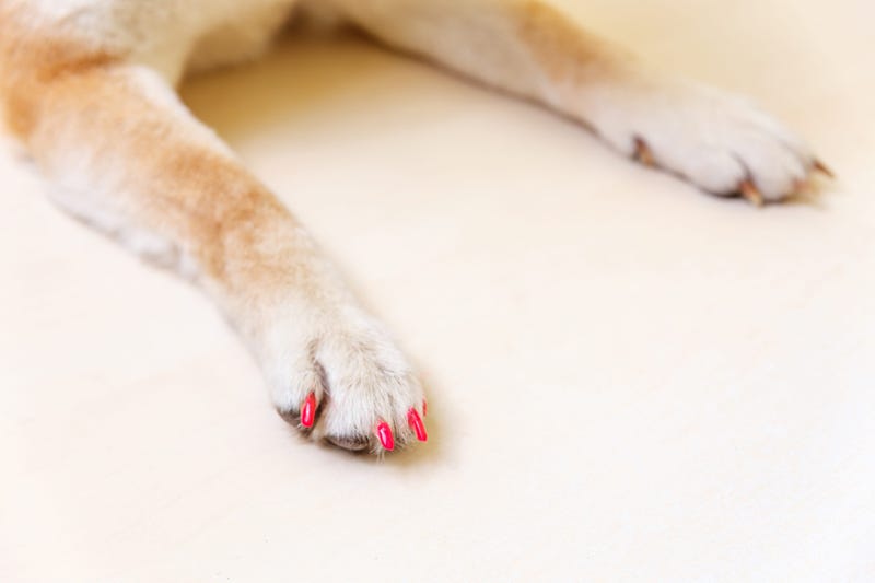 Dog with painted nails on paw