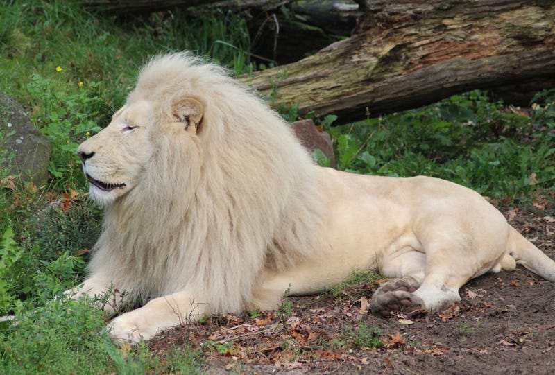 White African Lion