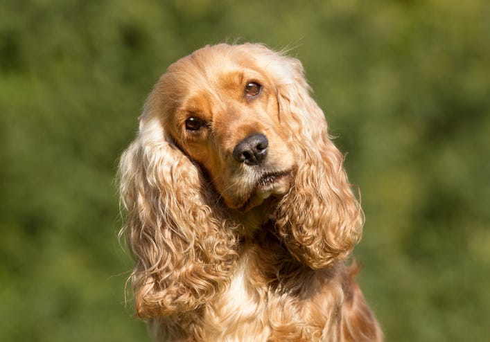 Doggo