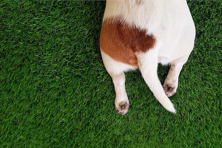 Dog, Tail, Paws, Butt, Lawn, Grass