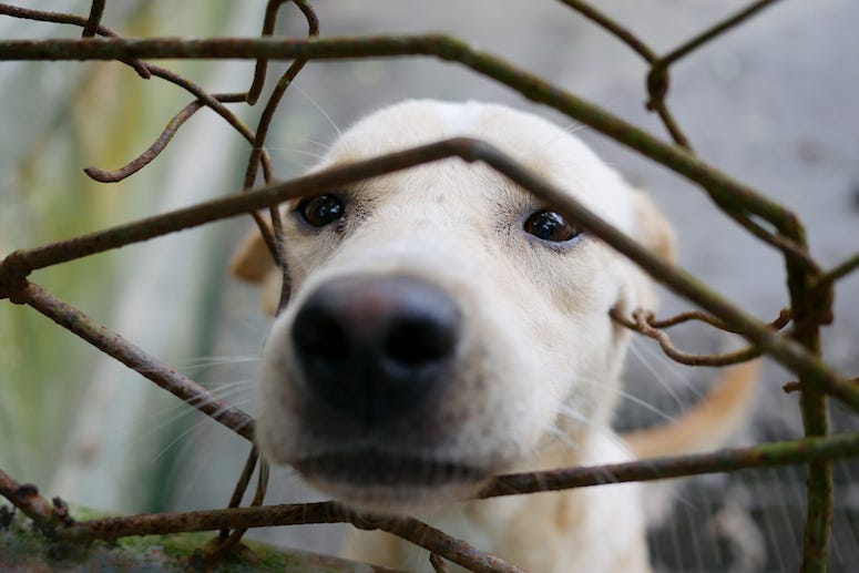 Dog, Cage, Nose, Snoot