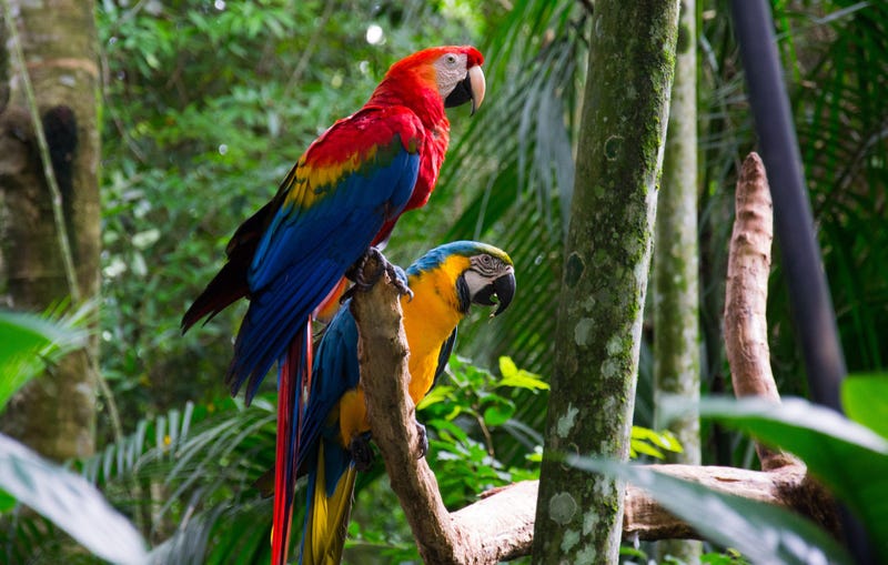 Parrots