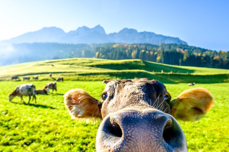 Funny Cow, Field, Mountain
