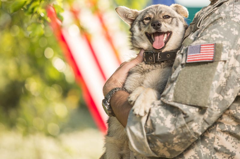 Military Dogs