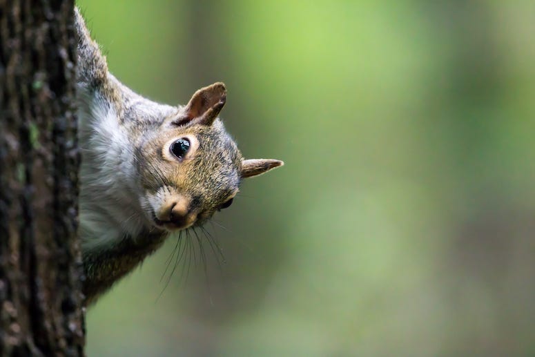 Squirrel, Eastern Gray Squirrel, Tree