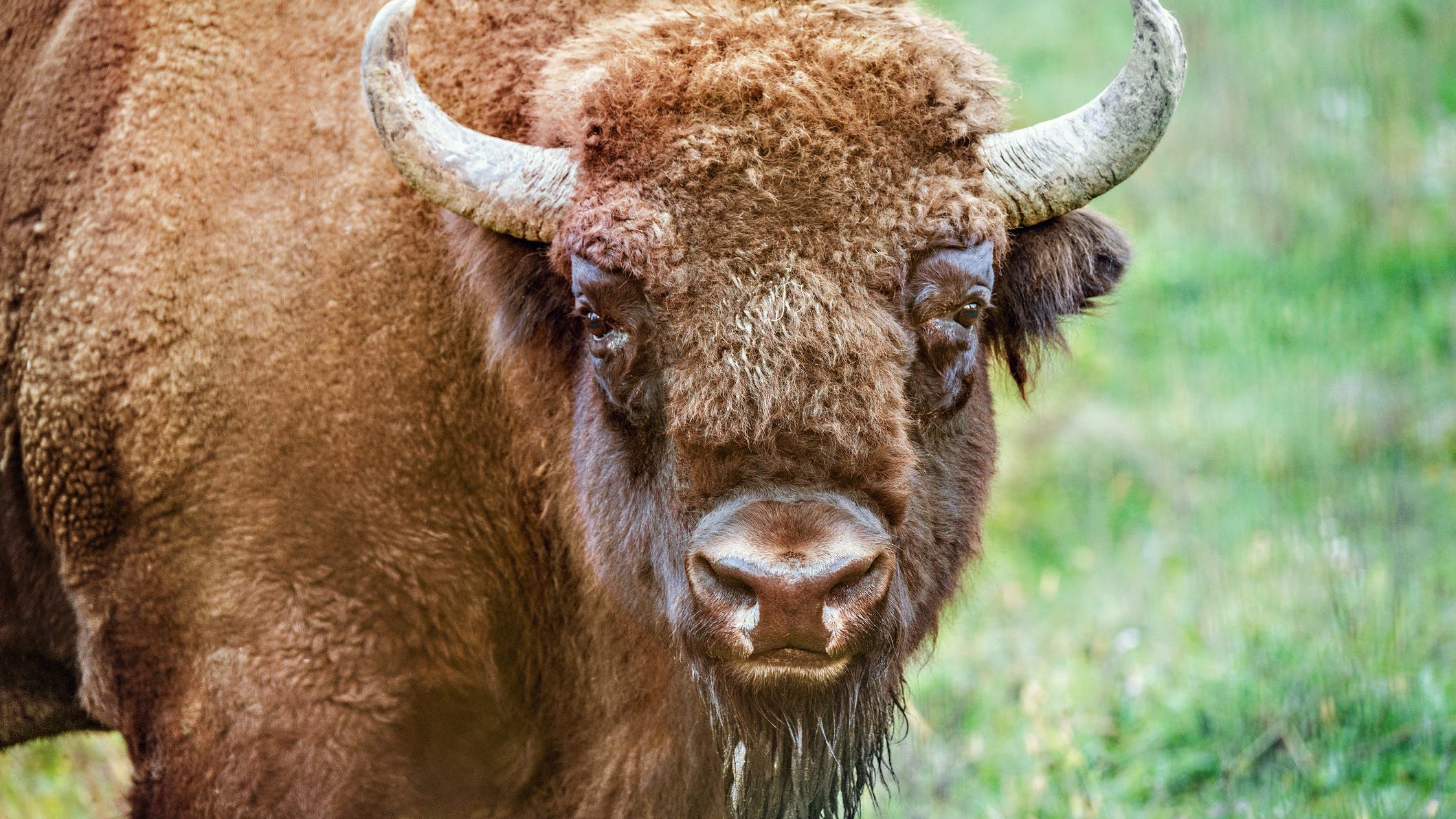 Woman Gored by Bison at Yellowstone National Park