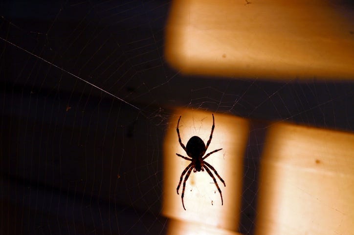 spiderder