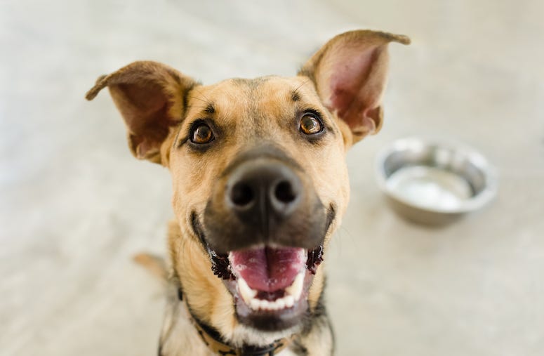 Dog, Smiling, Bowl, German Shepherd